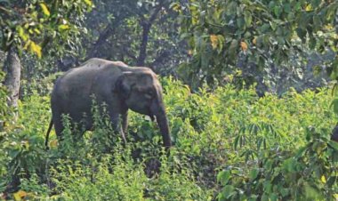 Farmer killed in wild elephant attack in Rangunia