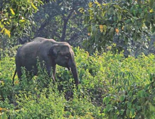 Farmer killed in wild elephant attack in Rangunia
